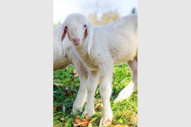 Bio-Bauernhof Greiml Lägenhet Grobming Exteriör bild
